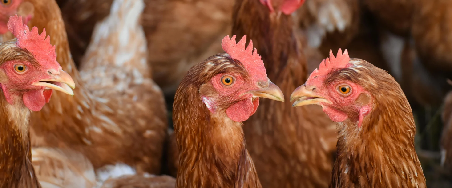 Landwirtschaft & Nutztiere