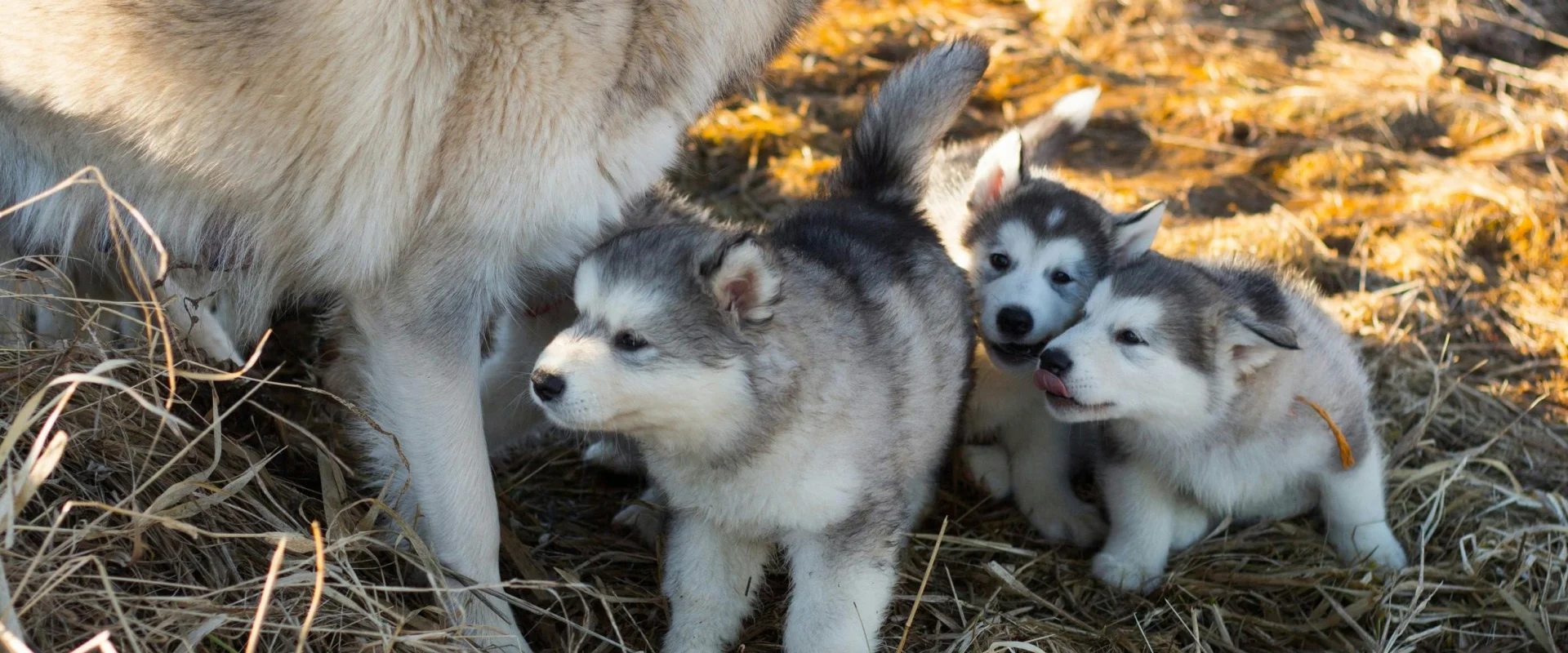 Zucht, Kauf & Vermittlung