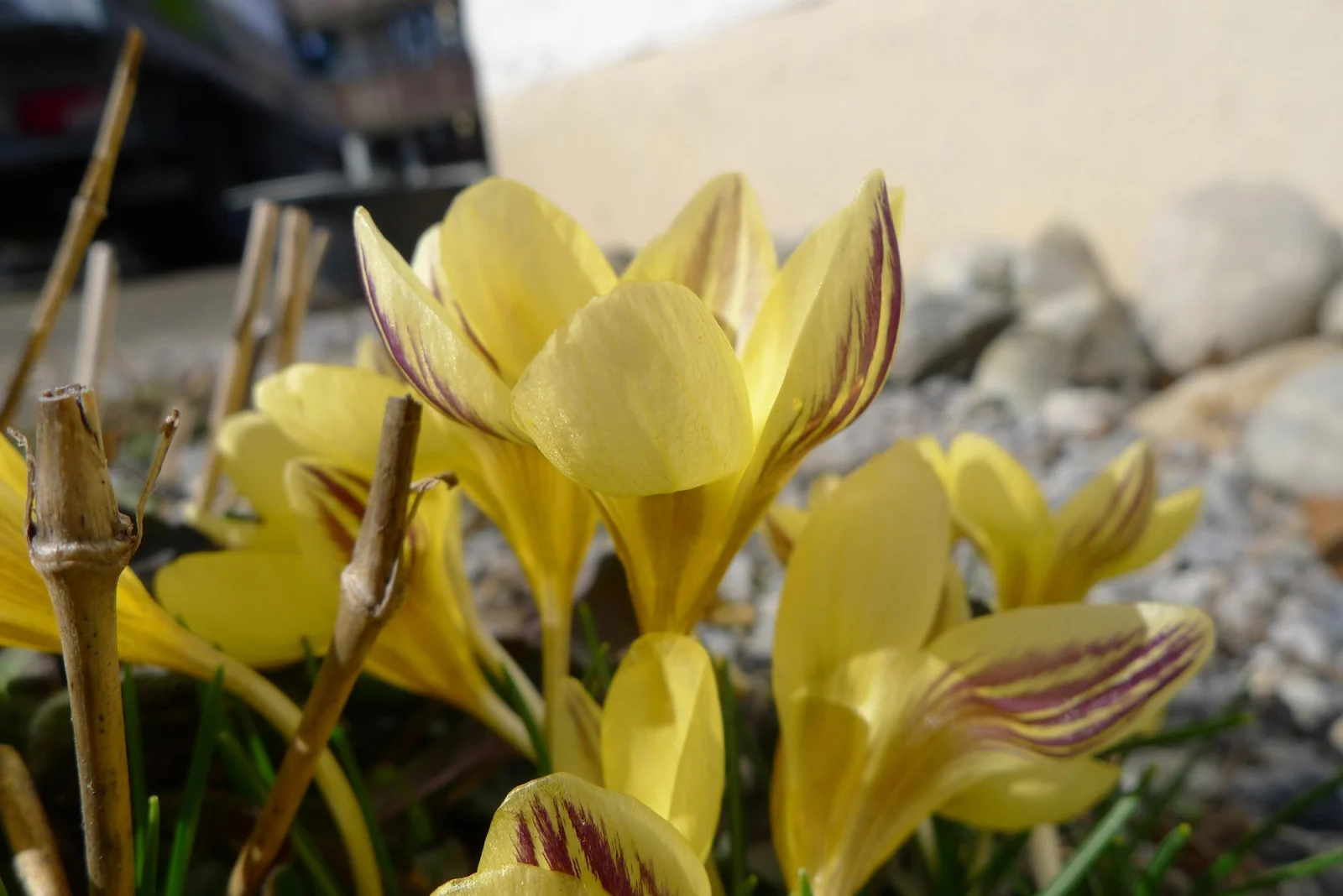 Galeriebild 3 von HUG GARDEN AG