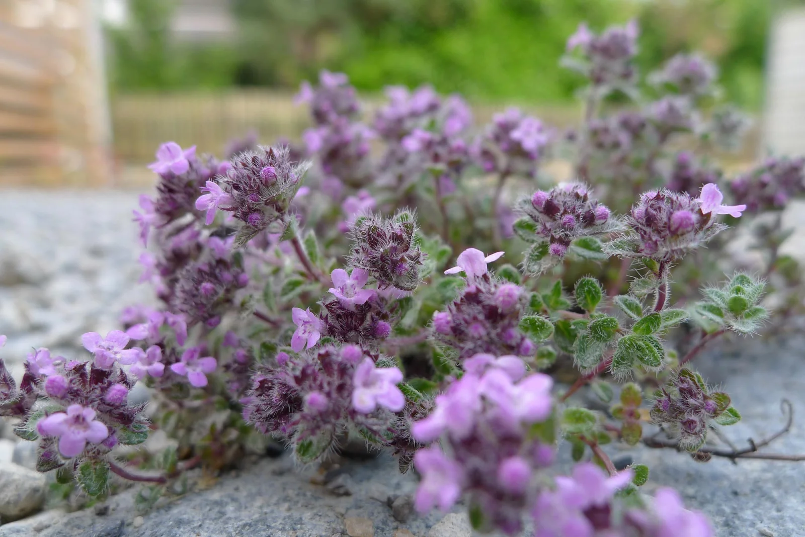 Galeriebild 5 von HUG GARDEN AG