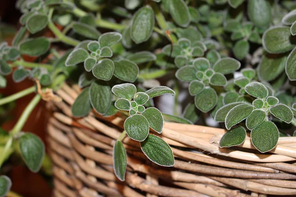 Galeriebild 7 von BLUMENRAUM GmbH