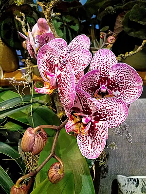 Galeriebild 8 von BLUMENRAUM GmbH