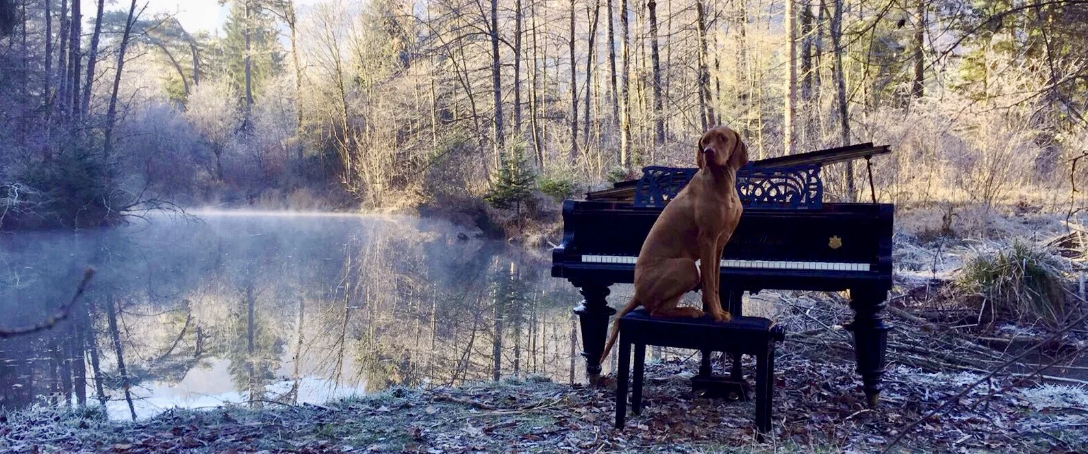 Magyar Vizsla Club der Schweiz